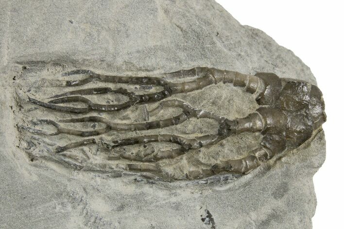 Fossil Crinoid (Cyathocrinites) - Indiana #326074